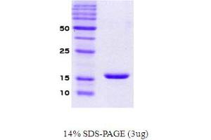 SDS-PAGE (SDS) image for Synuclein, alpha (SNCA) protein (ABIN666672) (SNCA Protein)