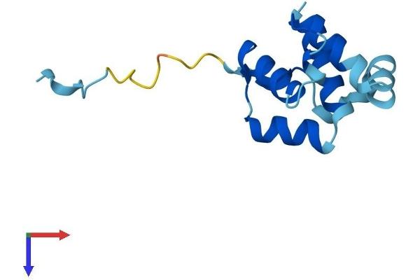 Cornifelin (CNFN) (AA 1-111) protein (His tag)