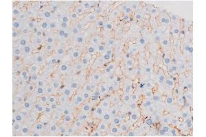 ABIN6267484 at 1/200 staining Rat liver tissue sections by IHC-P. (IRS1 Antikörper  (pSer312))