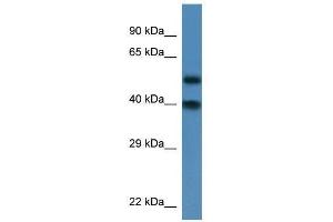 Western Blot showing Nup37 antibody used at a concentration of 1. (NUP37 Antikörper  (N-Term))