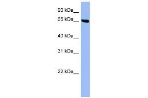 SHC3 antibody used at 1 ug/ml to detect target protein.