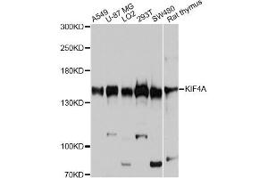 Western blot analysis of extracts of various cell lines, using KIF4A antibody (ABIN6003878) at 1:7000 dilution. (KIF4A Antikörper)