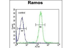 TTC9C Antibody (N-term) (ABIN655122 and ABIN2844752) flow cytometric analysis of Ramos cells (right histogram) compared to a negative control cell (left histogram). (TTC9C Antikörper  (N-Term))