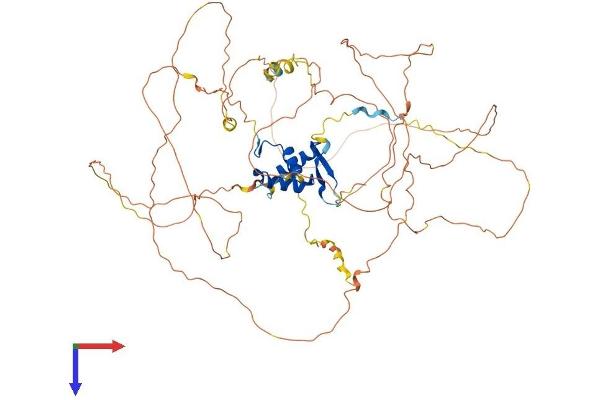 FOXO3 Protein (AA 1-672) (His tag)
