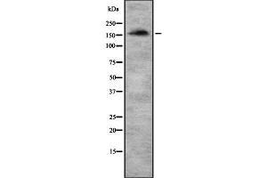 Western blot analysis of MRC2 using HeLa whole  lysates.