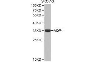 Western Blotting (WB) image for anti-Aquaporin 4 (AQP4) antibody (ABIN1871058) (Aquaporin 4 Antikörper)