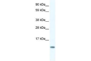 FXYD5 antibody used at 0. (FXYD5 Antikörper  (N-Term))