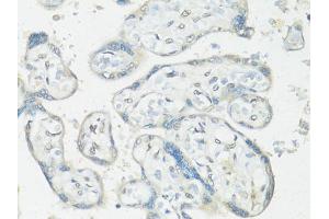 Immunohistochemistry of paraffin-embedded human placenta using RBFOX3 antibody (ABIN1874561) at dilution of 1:100 (40x lens). (NeuN Antikörper)