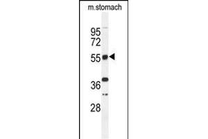 Western blot analysis of TOX3 Antibody (Center) (ABIN651009 and ABIN2840037) in mouse stomach tissue lysates (35 μg/lane). (TOX3 Antikörper  (AA 214-242))