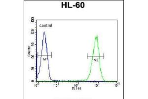 Flow cytometric analysis of HL-60 cells (right histogram) compared to a negative control cell (left histogram). (TMEM57 Antikörper  (N-Term))