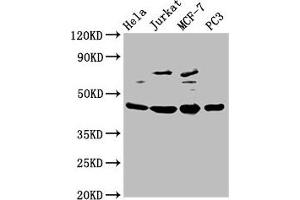 Western Blot Positive WB detected in: Hela whole cell lysate, Jurkat whole cell lysate, MCF-7 whole cell lysate, PC-3 whole cell lysate All lanes: PA2G4 antibody at 2. (PA2G4 Antikörper  (AA 2-394))