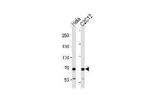 SDHA Antibody (C-term) (ABIN1881780 and ABIN2843409) western blot analysis in Hela and mouse C2C12 cell line lysates (35 μg/lane). (SDHA Antikörper  (C-Term))