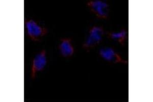 Immunofluorescence analysis of Bmp7 Antibody in HeLa cells. (BMP7 Antikörper  (N-Term))