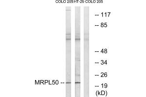 Western blot analysis of extracts from COLO cells and HT-29 cells, using MRPL50 antibody. (MRPL50 Antikörper  (C-Term))