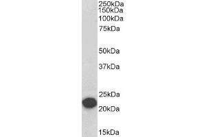Biotinylated ABIN4902730 (0. (PEBP1 Antikörper  (Internal Region) (Biotin))