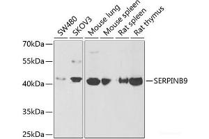Western blot analysis of extracts of various cell lines using SERPINB9 Polyclonal Antibody at dilution of 1:1000.
