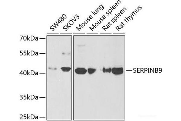 SERPINB9 anticorps