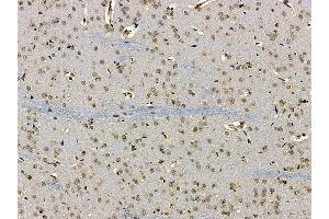 CCDC98 Antibody at 1/100 staining rat brain tissue by IHC-P. (CCDC98 Antikörper)