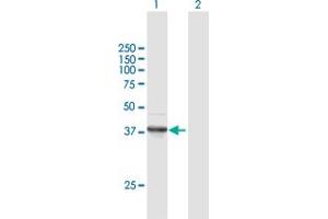 Western Blot analysis of FANCF expression in transfected 293T cell line by FANCF MaxPab polyclonal antibody.
