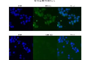 Sample Type : HCT116  Primary Antibody Dilution: 4 ug/ml  Secondary Antibody : Anti-rabbit Alexa 546  Secondary Antibody Dilution: 2 ug/ml  Gene Name : BUB3 (BUB3 Antikörper  (N-Term))