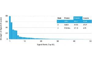 Analysis of Protein Array containing more than 19,000 full-length human proteins using GPN1 Mouse Monoclonal Antibody (GPN1/2350) Z- and S- Score: The Z-score represents the strength of a signal that a monoclonal antibody (MAb) (in combination with a fluorescently-tagged anti-IgG secondary antibody) produces when binding to a particular protein on the HuProtTM array. (GPN1 Antikörper)