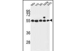 GP Antibody (Center) (ABIN653744 and ABIN2843046) western blot analysis in WiDr,Y79,293,, cell line lysates (35 μg/lane). (GPR180 Antikörper  (AA 119-147))
