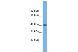 WB Suggested Anti-BVES Antibody Titration:  0. (BVES Antikörper  (Middle Region))