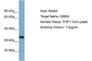 Host: Rabbit Target Name: GINS4 Sample Tissue: Human THP-1 Whole Cell  Antibody Dilution: 1ug/ml