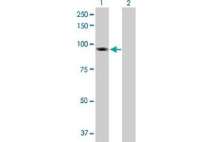 Western Blot analysis of BAP1 expression in transfected 293T cell line by BAP1 MaxPab polyclonal antibody. (BAP1 Antikörper  (AA 1-729))