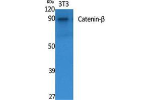 Western Blotting (WB) image for anti-Catenin, beta (CATNB) (Ser29) antibody (ABIN6283996)