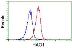 Image no. 3 for anti-Hydroxyacid Oxidase (Glycolate Oxidase) 1 (HAO1) antibody (ABIN1498575) (HAO1 Antikörper)