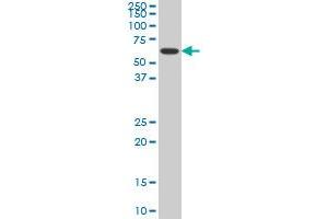 NR1H4 monoclonal antibody (M02), clone 1B10 Western Blot analysis of NR1H4 expression in HepG2 . (NR1H4 Antikörper  (AA 363-472))