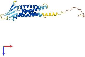Claudin 2 Protein (CLDN2) (AA 1-230) (His tag)