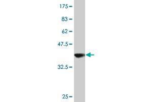 Western Blot detection against Immunogen (38. (Ghrelin Antikörper  (AA 1-117))