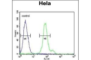 CTPS2 Antibody (N-term) (ABIN652725 and ABIN2842481) flow cytometric analysis of Hela cells (right histogram) compared to a negative control cell (left histogram). (CTPS2 Antikörper  (N-Term))