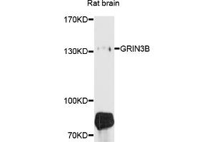 Western blot analysis of extracts of rat brain, using GRIN3B antibody (ABIN6003787) at 1/1000 dilution.