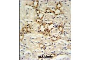 BSND Antibody (C-term) (ABIN653815 and ABIN2843088) IHC analysis in formalin fixed and paraffin embedded mouse kidney tissue followed by peroxidase conjugation of the secondary antibody and DAB staining. (BSND Antikörper  (C-Term))