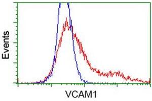 HEK293T cells transfected with either RC209761 overexpress plasmid (Red) or empty vector control plasmid (Blue) were immunostained by anti-VCAM1 antibody (ABIN2454232), and then analyzed by flow cytometry. (VCAM1 Antikörper)