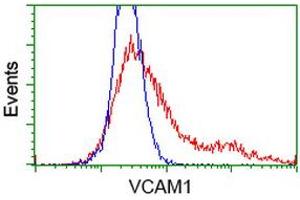 HEK293T cells transfected with either RC209761 overexpress plasmid (Red) or empty vector control plasmid (Blue) were immunostained by anti-VCAM1 antibody (ABIN2454232), and then analyzed by flow cytometry. (VCAM1 Antikörper)