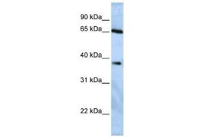 USP3 antibody used at 1. (USP3 Antikörper  (Middle Region))