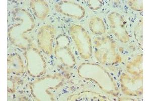 Immunohistochemistry of paraffin-embedded human kidney tissue using ABIN7147272 at dilution of 1:100