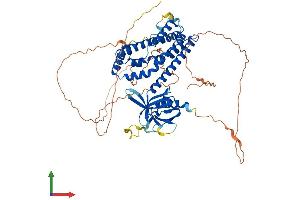 Protein Structure (PS) image for Neuroepithelial Cell Transforming 1 (NET1) (AA 1-596) protein (His tag) (ABIN7552381)