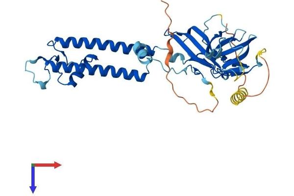 KCNJ10 Protein (AA 1-379) (His tag)