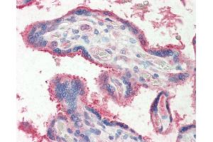 Human, Placenta: Formalin-Fixed Paraffin-Embedded (FFPE) (FUT2 Antikörper  (AA 27-40))