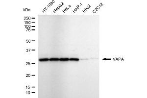 Western blotting analysis using VAPA antibody (ABIN7800821). (Rekombinanter VAPA Antikörper)