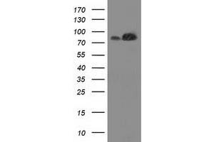 Western Blotting (WB) image for anti-Striatin Interacting Protein 1 (STRIP1) antibody (ABIN1498204) (STRIP1 Antikörper)