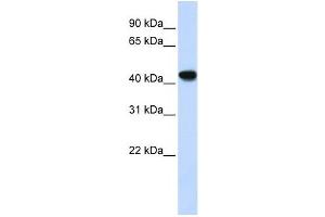 Western Blotting (WB) image for anti-Alcohol Dehydrogenase 1B (Class I), beta Polypeptide (ADH1B) antibody (ABIN2458609) (ADH1B Antikörper)