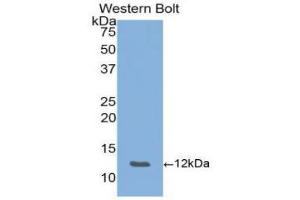 Western blot analysis of recombinant Mouse ENA78.