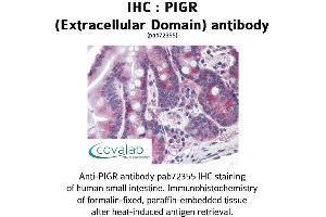 Image no. 2 for anti-Polymeric Immunoglobulin Receptor (PIGR) (Extracellular Domain) antibody (ABIN1738097) (PIGR Antikörper  (Extracellular Domain))