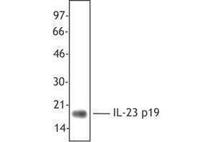 Western Blotting (WB) image for anti-Interleukin 23 (IL23) antibody (ABIN2665146)